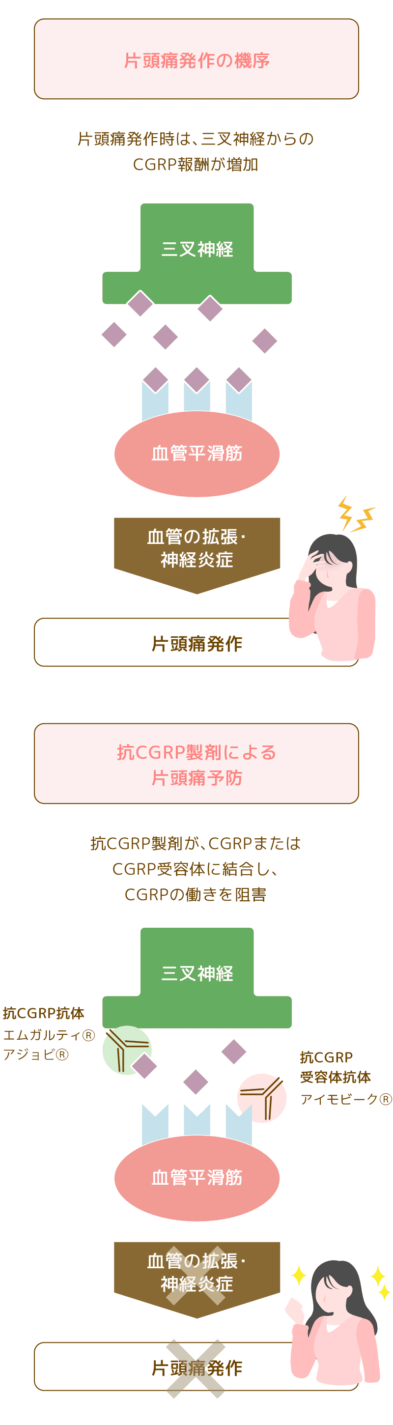 片頭痛発作の機序・抗CGRP製剤による片頭痛予防